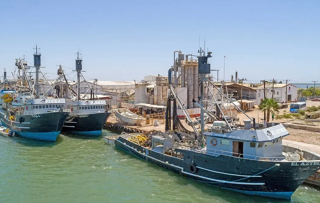 Entra en paro técnico flota sardinera de Sonora
