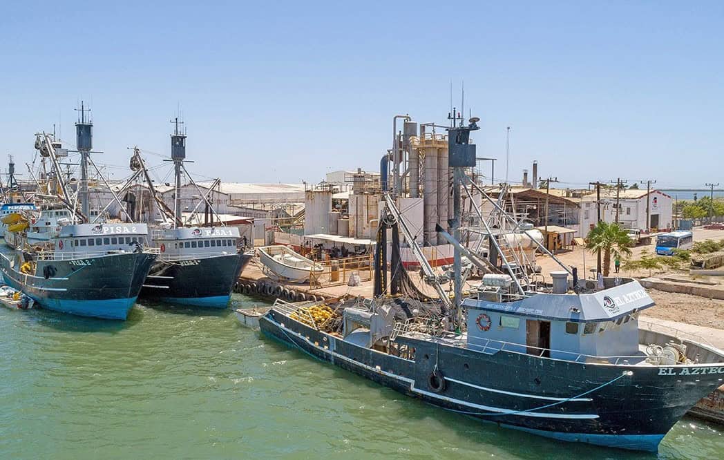 Entra en paro técnico flota sardinera de Sonora