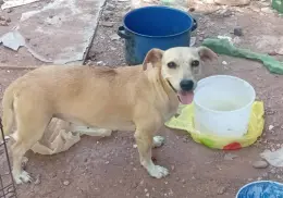 Chapis busca una nueva familia; así pueden cajemenses adoptarla
