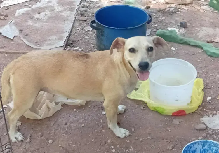 Chapis busca una nueva familia; así pueden cajemenses adoptarla
