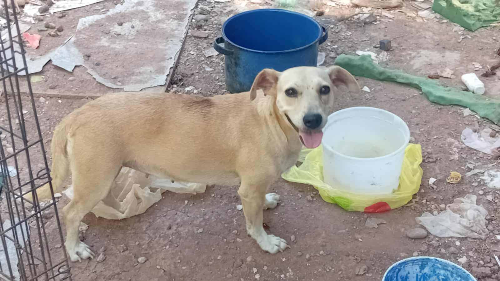 Chapis busca una nueva familia; así pueden cajemenses adoptarla