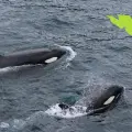 En este lugar de BCS puedes nadar con orcas; Semarnat ya lo aprobó