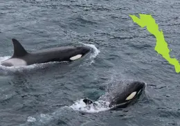En este lugar de BCS puedes nadar con orcas; Semarnat ya lo aprobó