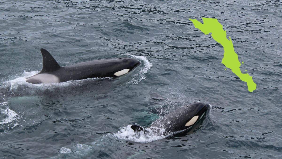 En este lugar de BCS puedes nadar con orcas; Semarnat ya lo aprobó