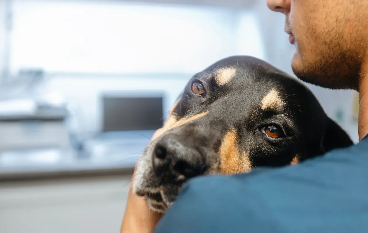 Conoce una oración para pedir la intercesión de los santos patronos de los animales.