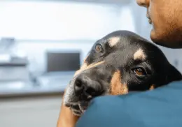 ¿Es válido rezar por la salud de una mascota enferma? Esto dice la Iglesia