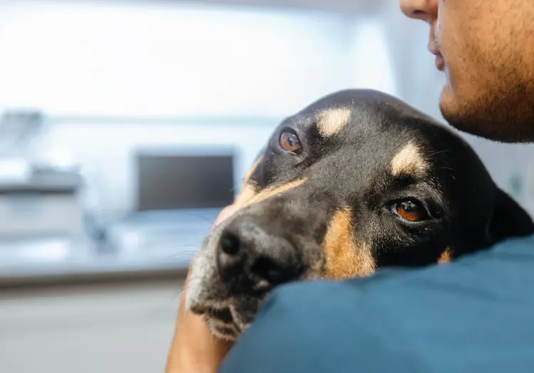 ¿Es válido rezar por la salud de una mascota enferma? Esto dice la Iglesia