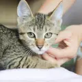 ¿Cómo saber si tu gato te quiere? Señales de que eres su persona favorita