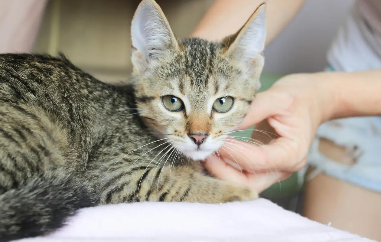 ¿Sabías que en el año hay tres días del gato? Hoy es uno de ellos.