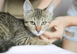 ¿Cómo saber si tu gato te quiere? Señales de que eres su persona favorita