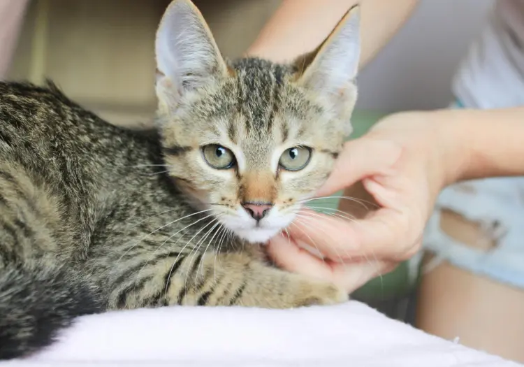 ¿Cómo saber si tu gato te quiere? Señales de que eres su persona favorita