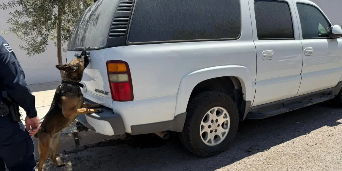 Decomisan miles de dosis de droga en Sonora