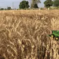 Revista Proceso destaca crisis de productores de trigo en el sur de Sonora por sequía y abandono federal