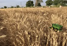 Revista Proceso destaca crisis de productores de trigo en el sur de Sonora por sequía y abandono federal