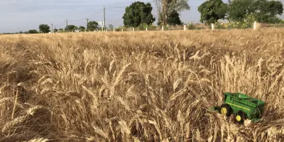 Revista Proceso destaca crisis de productores de trigo en el sur de Sonora por sequía y abandono federal