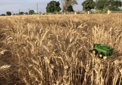 Revista Proceso destaca crisis de productores de trigo en el sur de Sonora por sequía y abandono federal