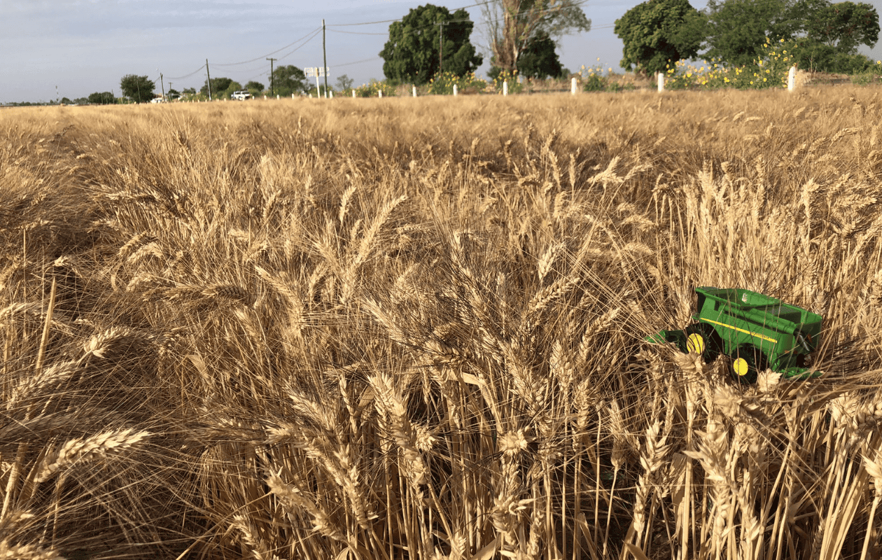 Revista Proceso destaca crisis de productores de trigo en el sur de Sonora por sequía y abandono federal