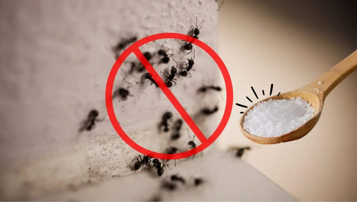 No uses más insecticidas con este ingrediente / Canva