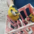 Alerta Protección Civil Navojoa por presencia de víboras y animales ponzoñosos
