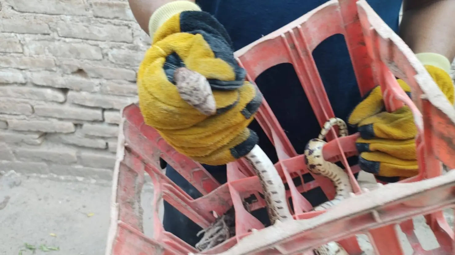 Invaden víboras la zona urbana