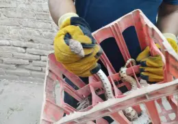 Invaden víboras la zona urbana