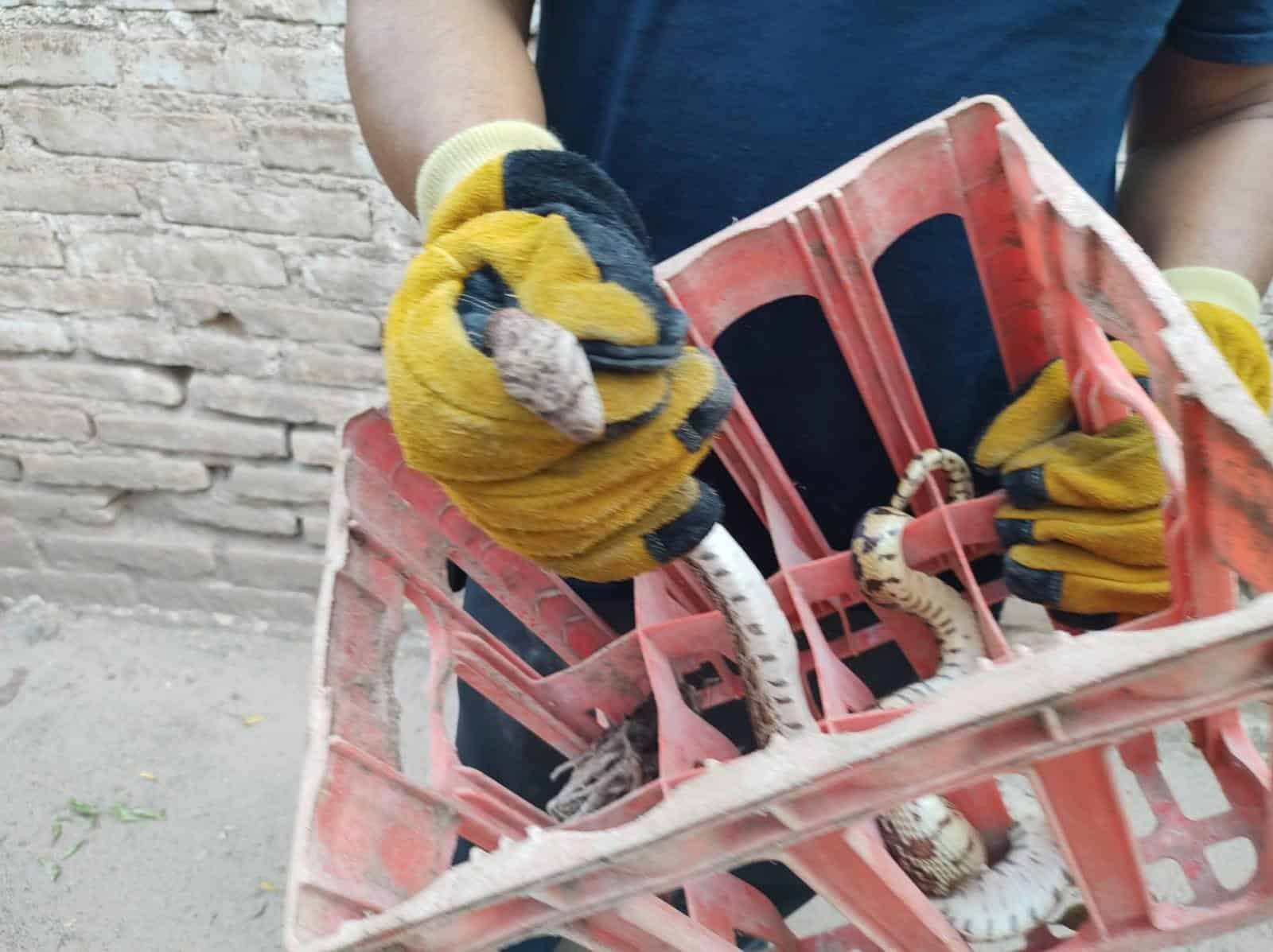 Invaden víboras la zona urbana