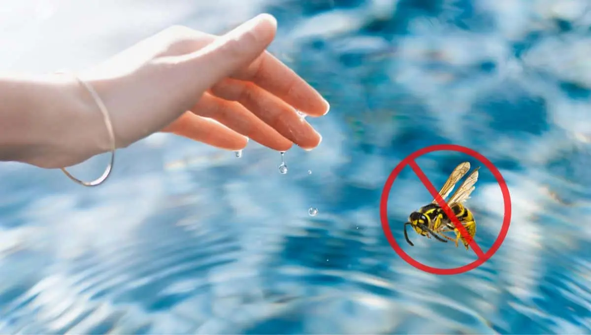 Elimina estos insectos de tu alberca / Pexels