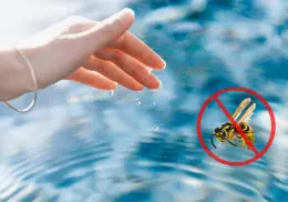 4 trucos caseros para mantener alejadas a las avispas de la piscina