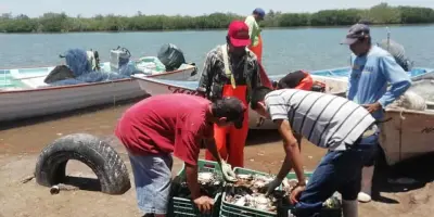 Regular, la temporada de jaiba en el sur de Sonora