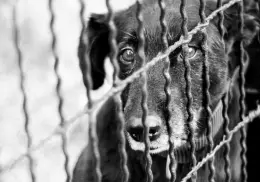 Crecen los casos de maltrato animal ¿Dónde denunciar en Sonora?