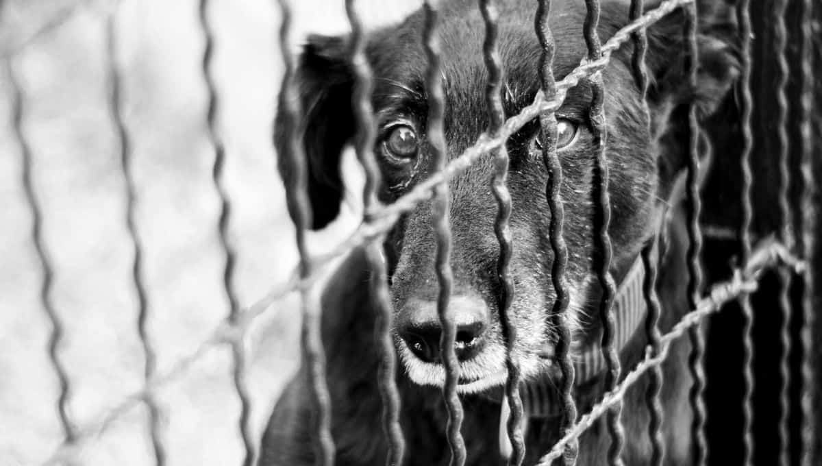 Crecen los casos de maltrato animal ¿Dónde denunciar en Sonora?