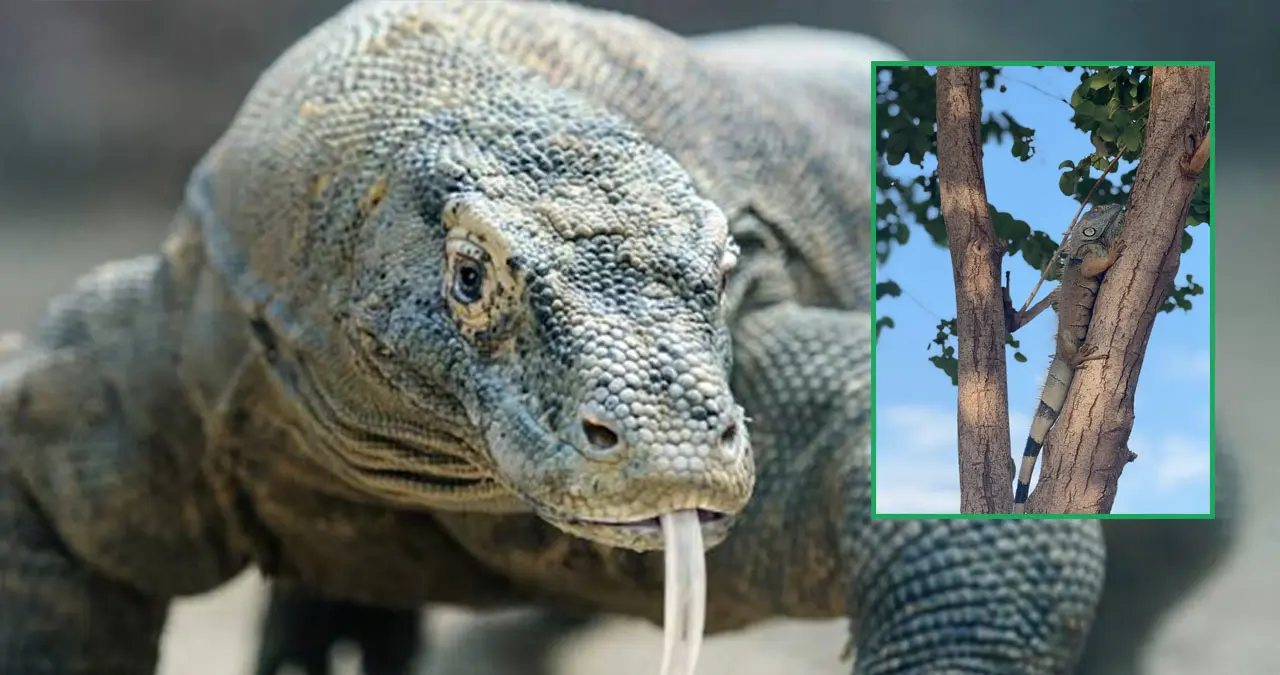 14 de agosto, Día Mundial del Lagarto.