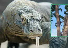 Día Mundial del Lagarto: Curiosidades sobre estos fascinantes reptiles; entérate cuáles son los más venenosos