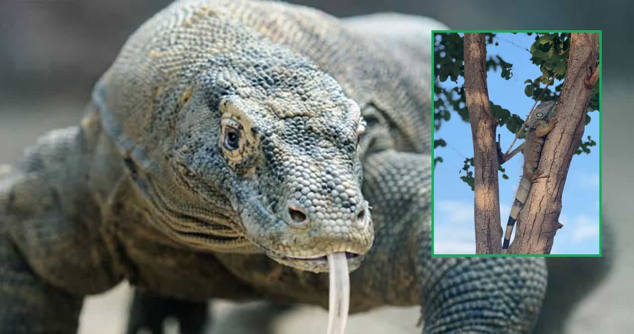 Día Mundial del Lagarto: Curiosidades sobre estos fascinantes reptiles; entérate cuáles son los más venenosos
