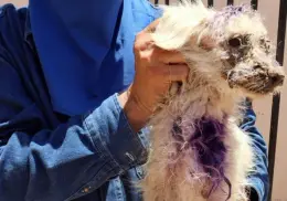 ¿Cómo se encuentra el perro rescatado en Caborca tras sufrir un duro maltrato?