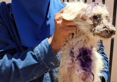 ¿Cómo se encuentra el perro rescatado en Caborca tras sufrir un duro maltrato?