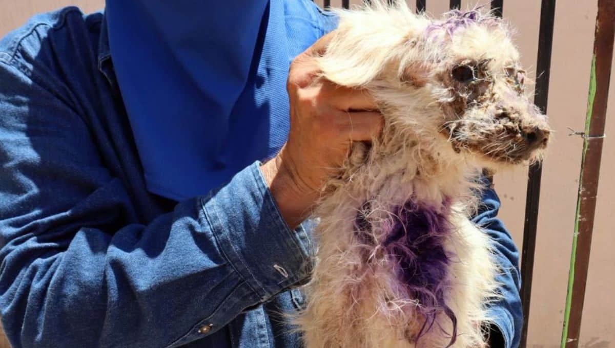 ¿Cómo se encuentra el perro rescatado en Caborca tras sufrir un duro maltrato?