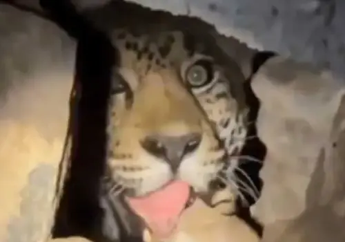 VIDEO | Captan a impresionante jaguar dentro de una cueva en Nayarit