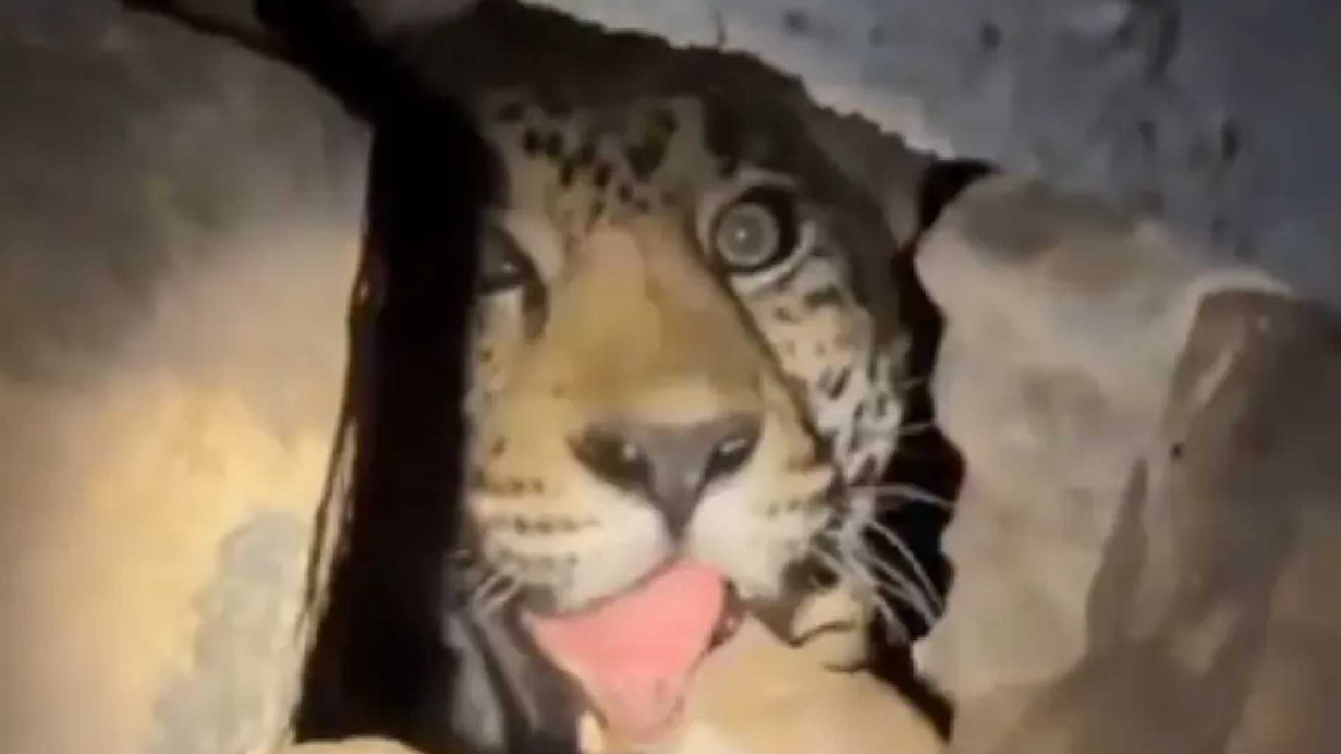 VIDEO | Captan a impresionante jaguar dentro de una cueva en Nayarit