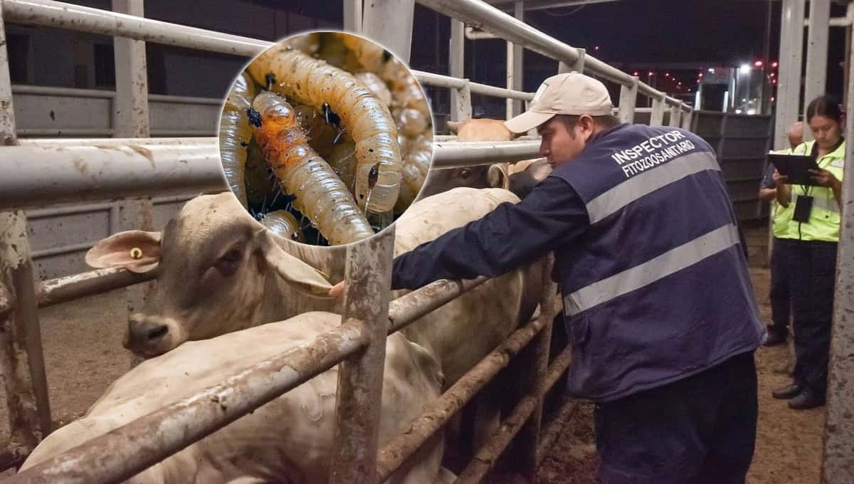 México y Estados Unidos acuerdan plan binacional para combatir al gusano barrenador
