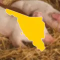 Sonora es el segundo productor nacional de carne de cerdo