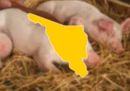Sonora es el segundo productor nacional de carne de cerdo