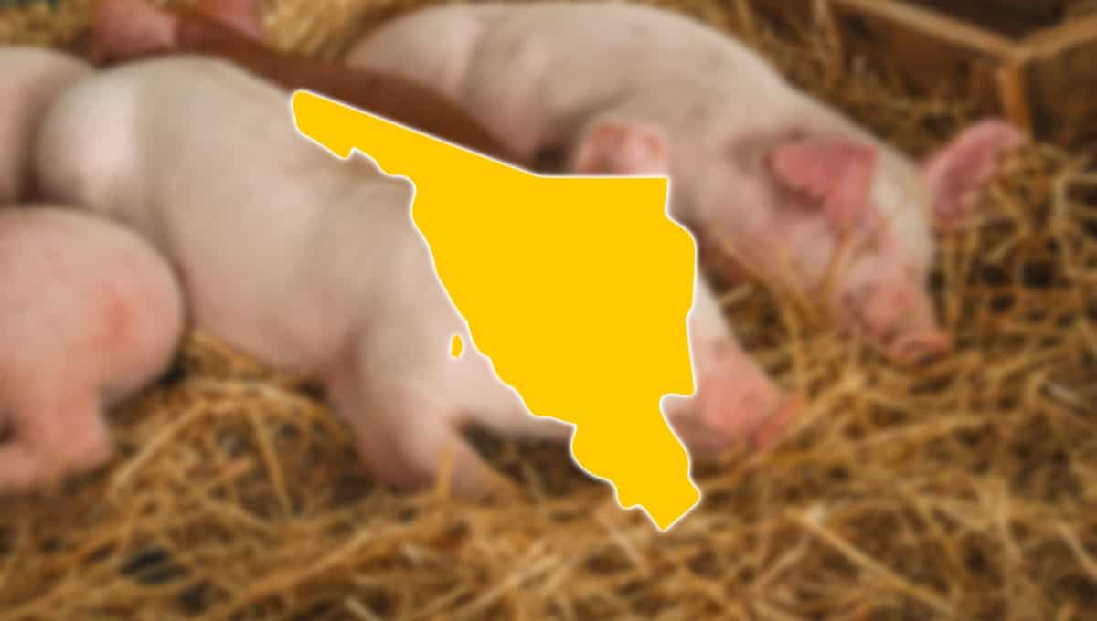 Sonora es el segundo productor nacional de carne de cerdo