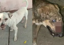 Persiste descuido y maltrato animal en Cajeme