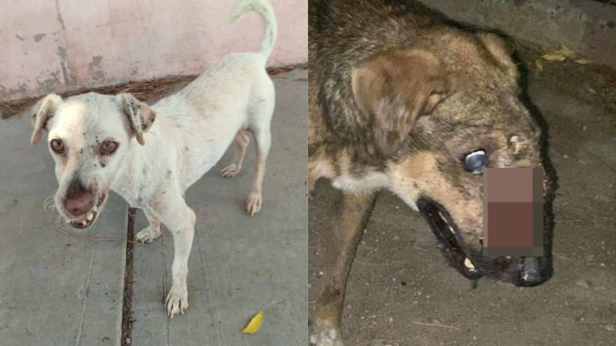 Persiste descuido y maltrato animal en Cajeme