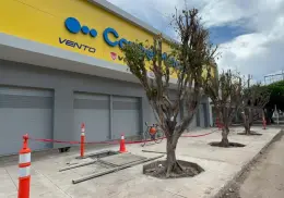 En Cajeme siguen las multas por poda inmoderada