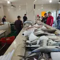 Persiste desabasto de productos pesqueros