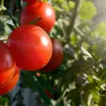 Productores de tomate: Protege al campo acuerdo alcanzado