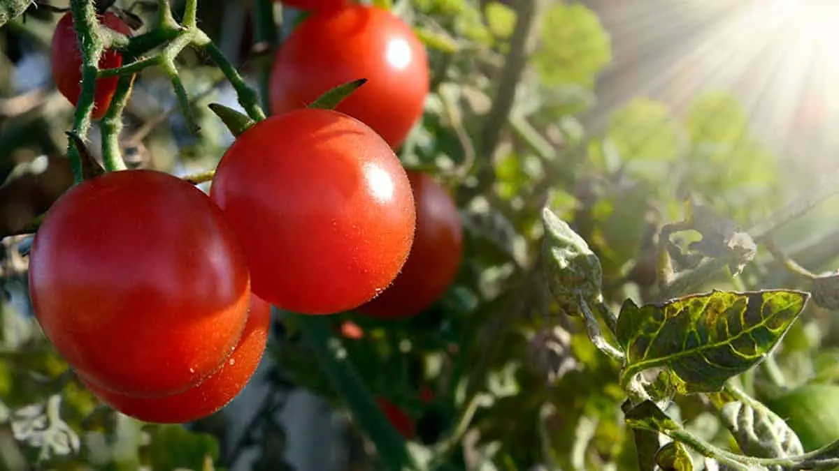 Productores de tomate: Protege al campo acuerdo alcanzado