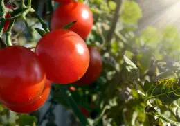 Productores de tomate: Protege al campo acuerdo alcanzado